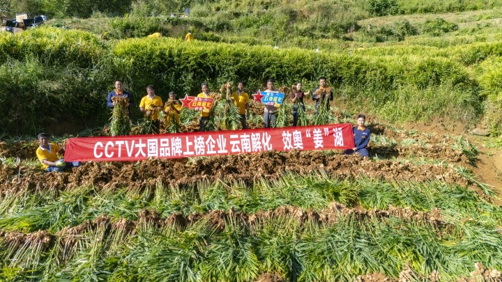 墨江象鼻村生姜大丰收！从种植、施肥到采摘，云南解化全程“呵护”